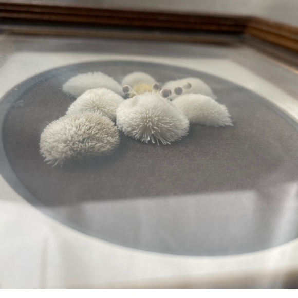 Antique frame of handmade Canadien native caribou haïr tufting - Picture 9 of 9